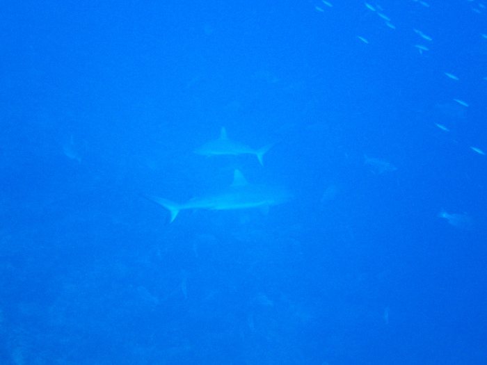 Carcharhinus amblyrhynchos