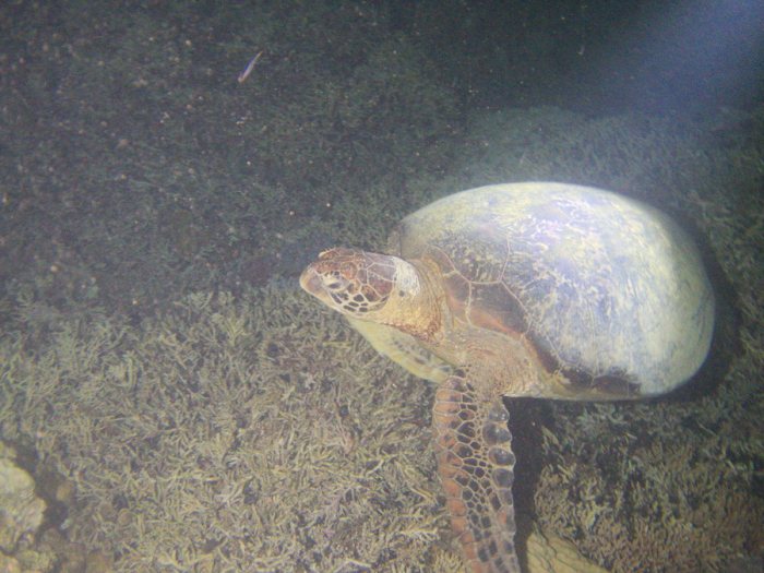 Chelonia mydas (tortue verte)
