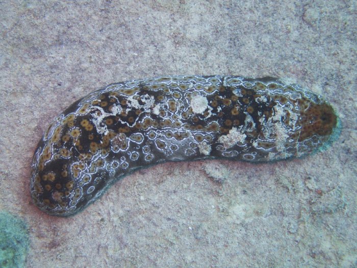 Bohadschia argus