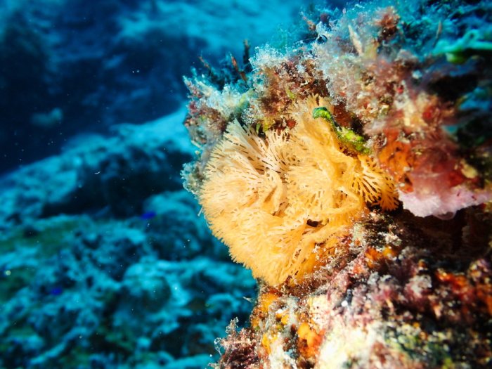 Reteporellina sp.
