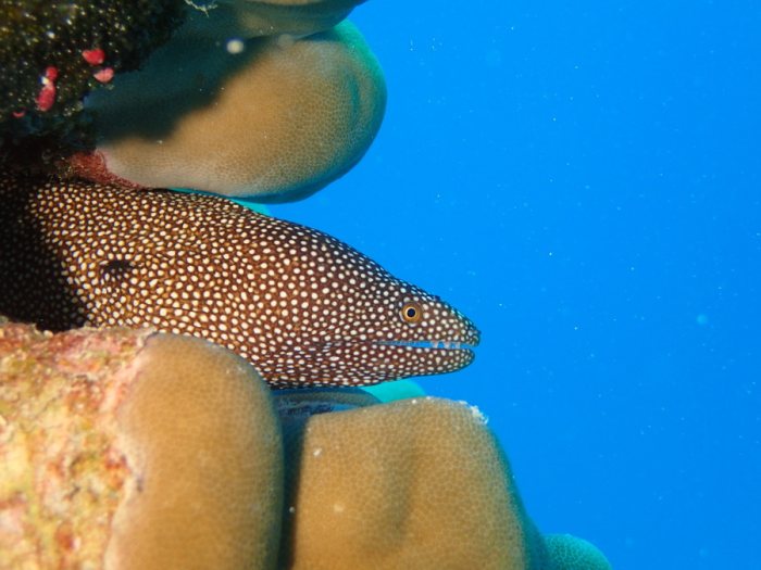 Gymnothorax meleagris