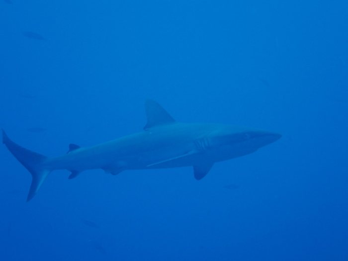 Carcharhinus amblyrhynchos
