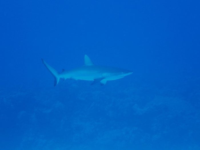 Carcharhinus amblyrhynchos