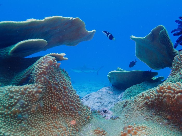 Carcharhinus amblyrhynchos