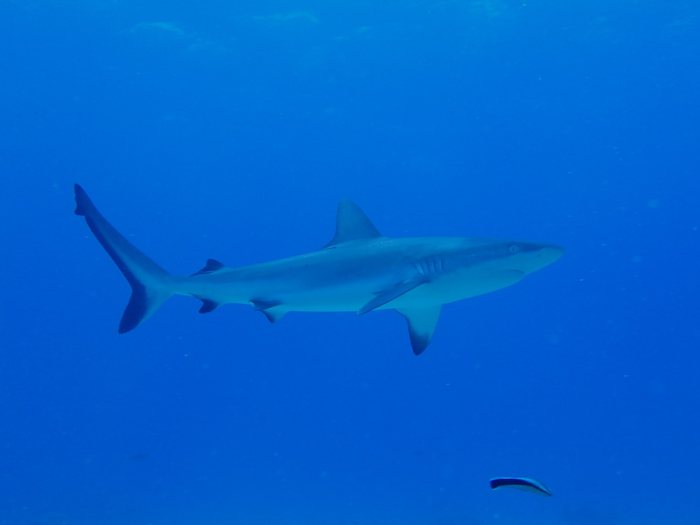 Carcharhinus amblyrhynchos