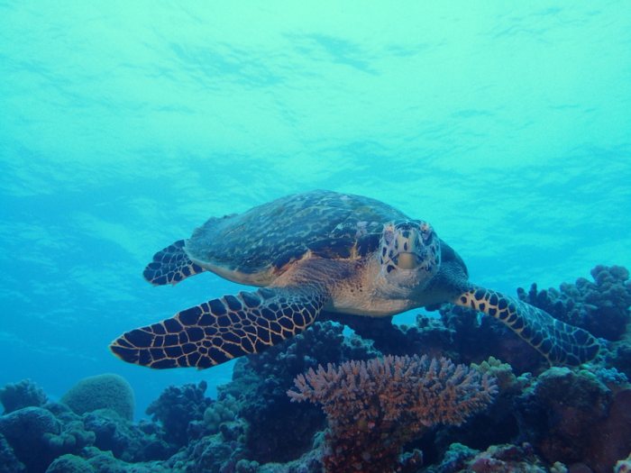 Chelonia mydas (tortue verte)