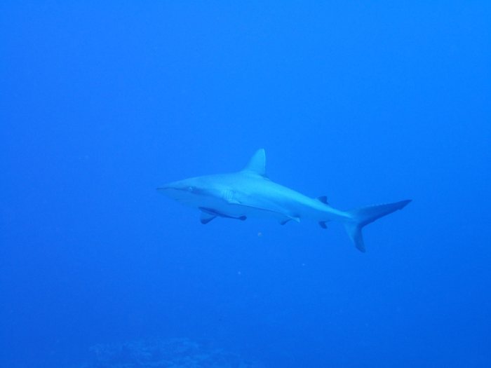 Carcharhinus amblyrhynchos