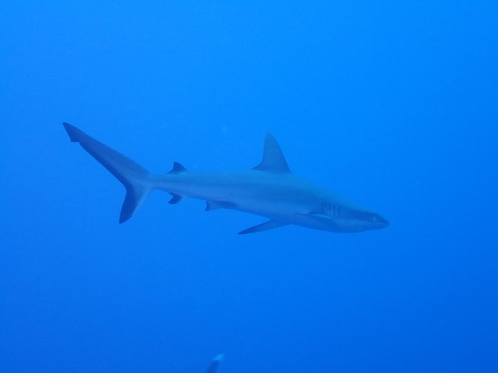 Carcharhinus amblyrhynchos