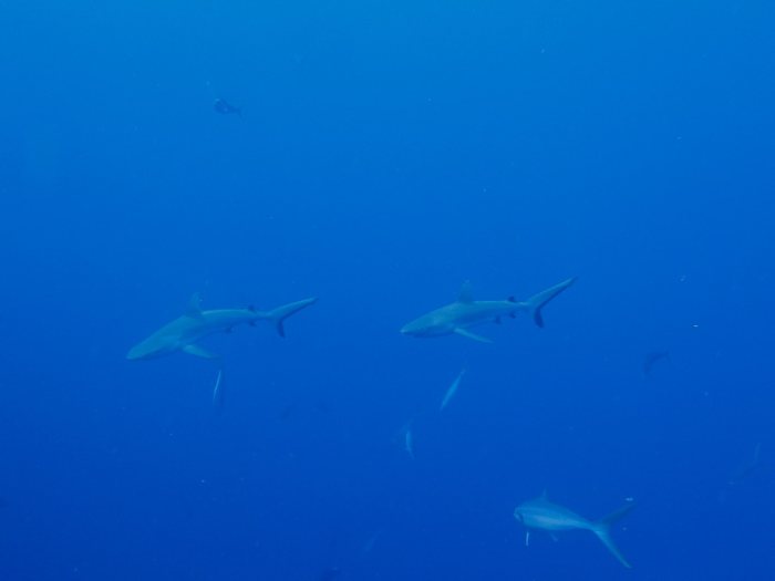 Carcharhinus amblyrhynchos