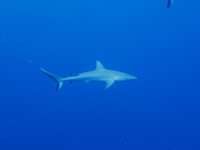 Carcharhinus amblyrhynchos