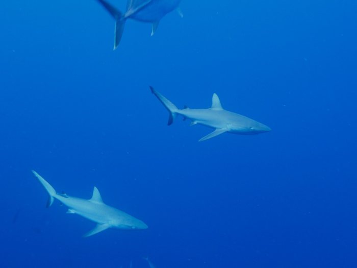 Carcharhinus amblyrhynchos
