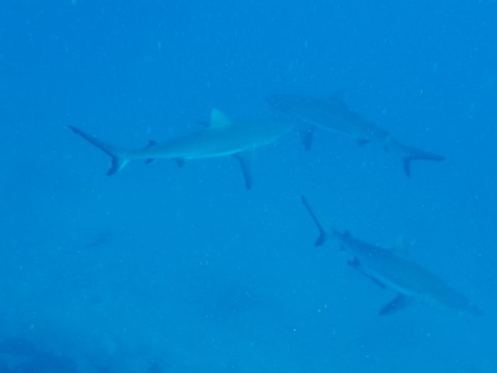 Carcharhinus amblyrhynchos