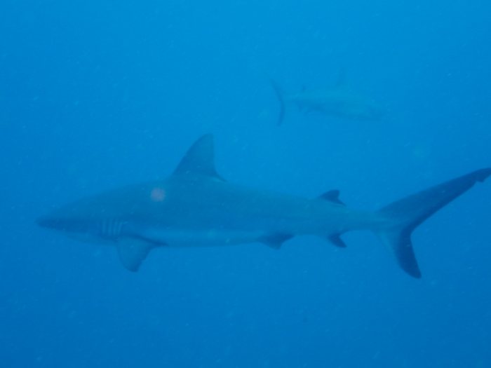 Carcharhinus amblyrhynchos