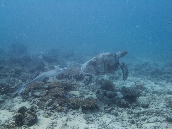 Chelonia mydas (tortue verte)