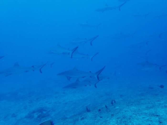 Carcharhinus amblyrhynchos