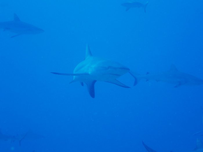 Carcharhinus amblyrhynchos