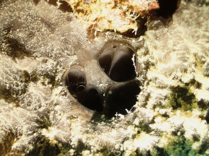 Éponges