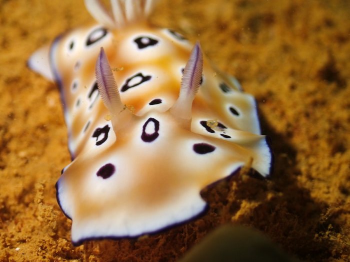 Chromodoris leopardus