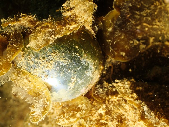 Ventricaria ventricosa