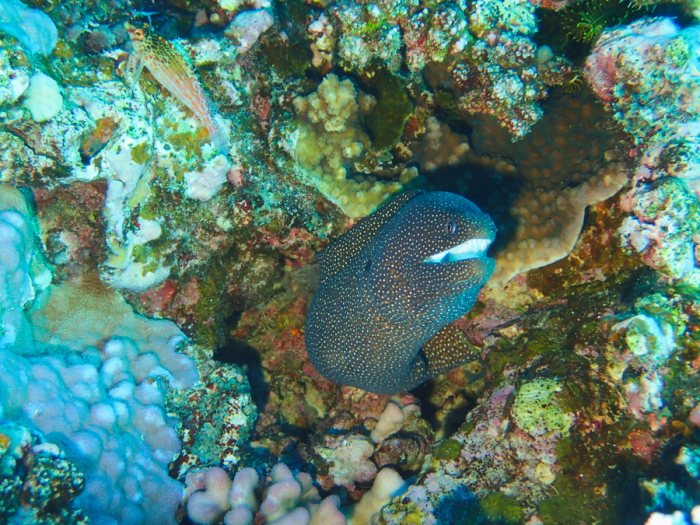 Gymnothorax meleagris