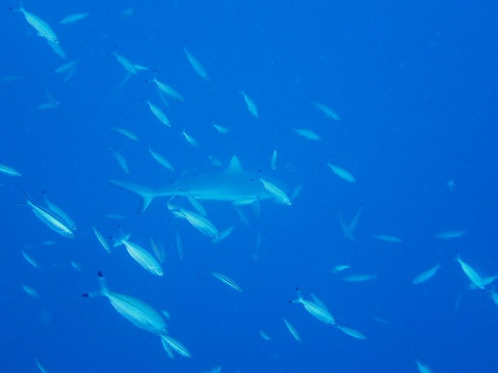 Carcharhinus amblyrhynchos