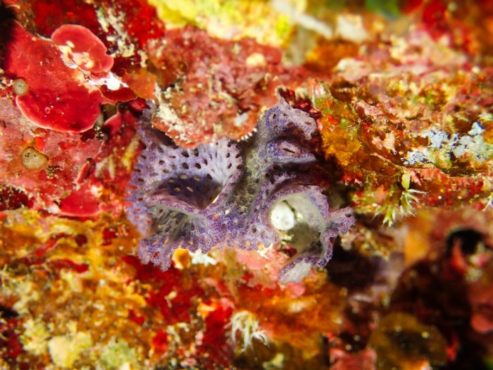 Iodictyum buchneri