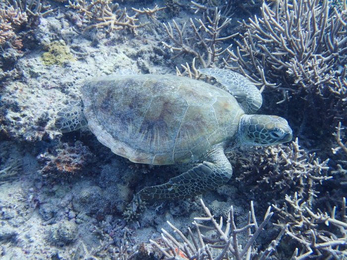 Chelonia mydas (tortue verte)