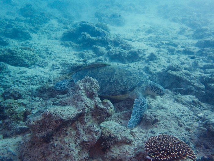 Chelonia mydas (tortue verte)