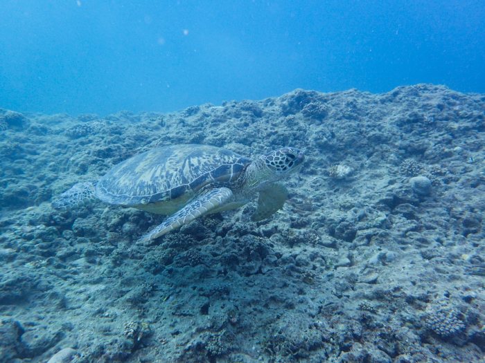Chelonia mydas (tortue verte)