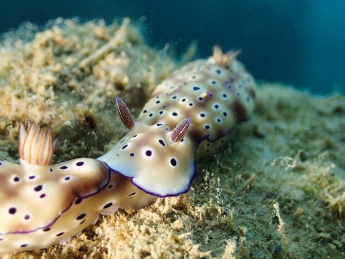 Hypselodoris tryoni