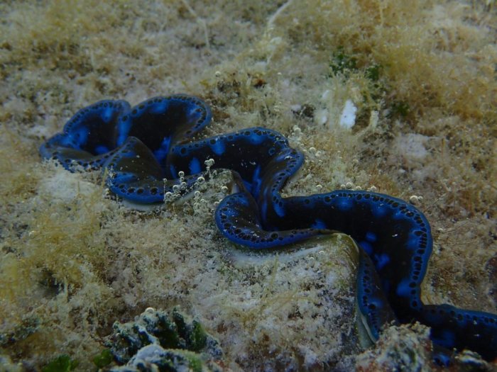 Bénitier