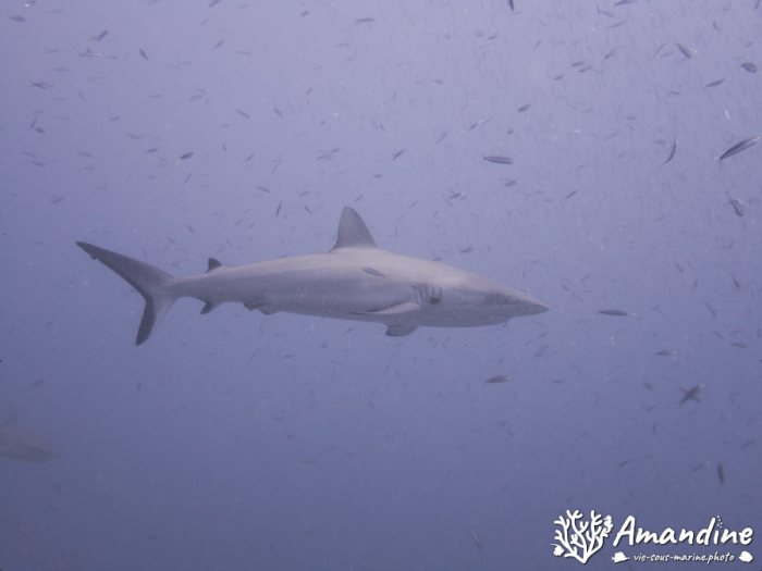 Carcharhinus amblyrhynchos