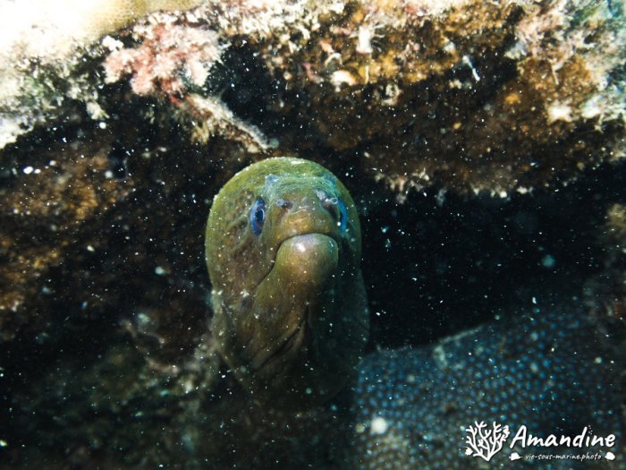 Gymnothorax javanicus