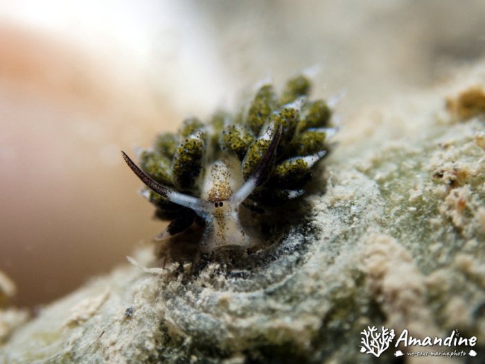 Costasiella vegae