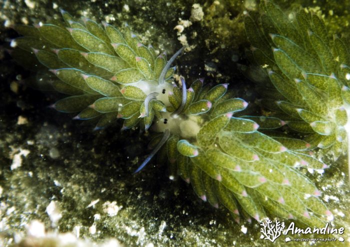 Costasiella sp1