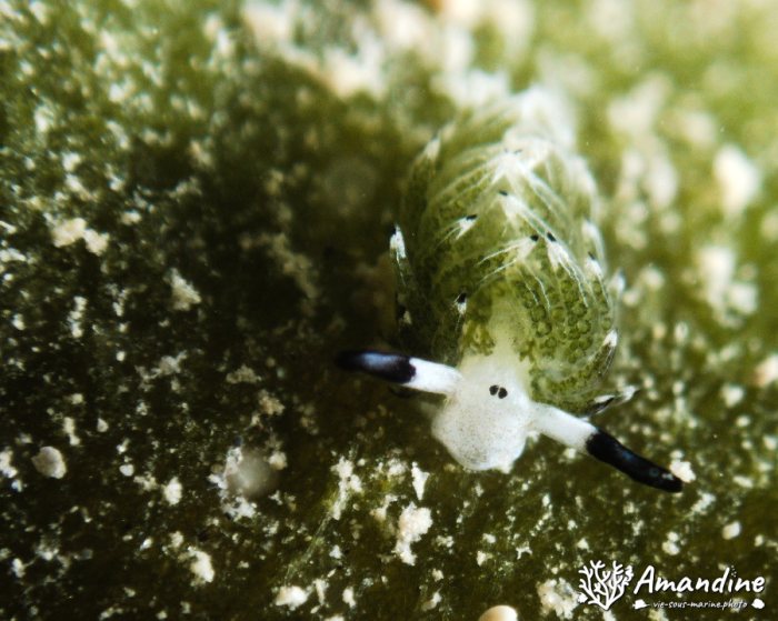 Costasiella usagi