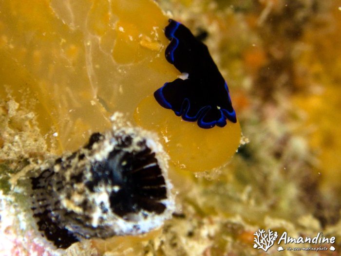 Pseudoceros sapphirinus