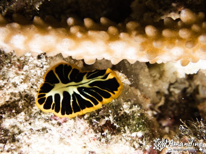 Pseudoceros cf. dimidiatus
