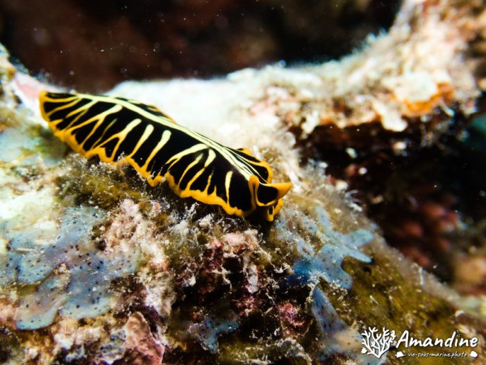 Pseudoceros cf. dimidiatus