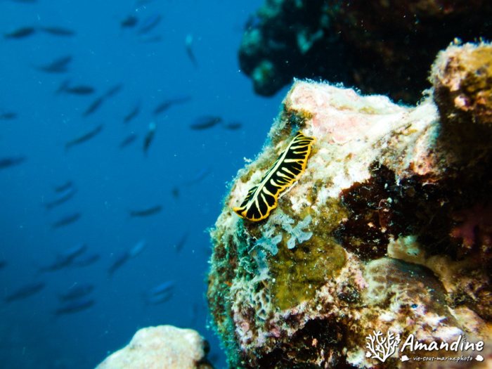 Pseudoceros cf. dimidiatus