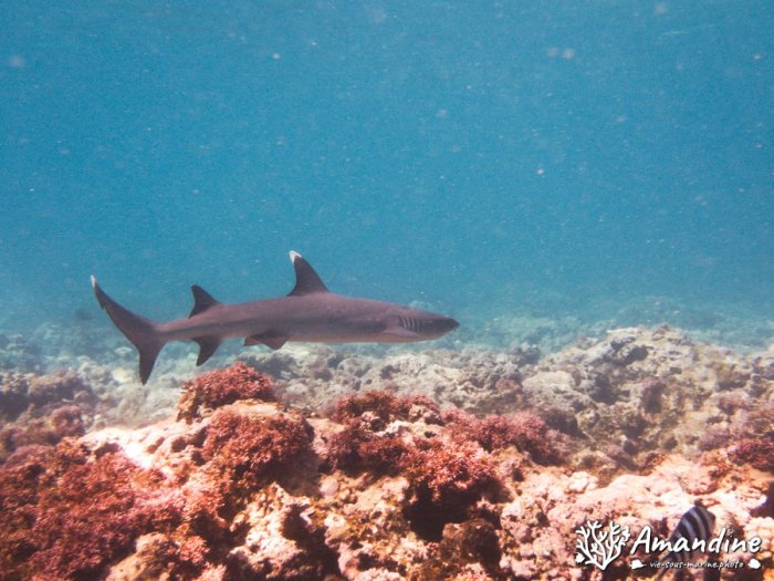 Triaenodon obesus