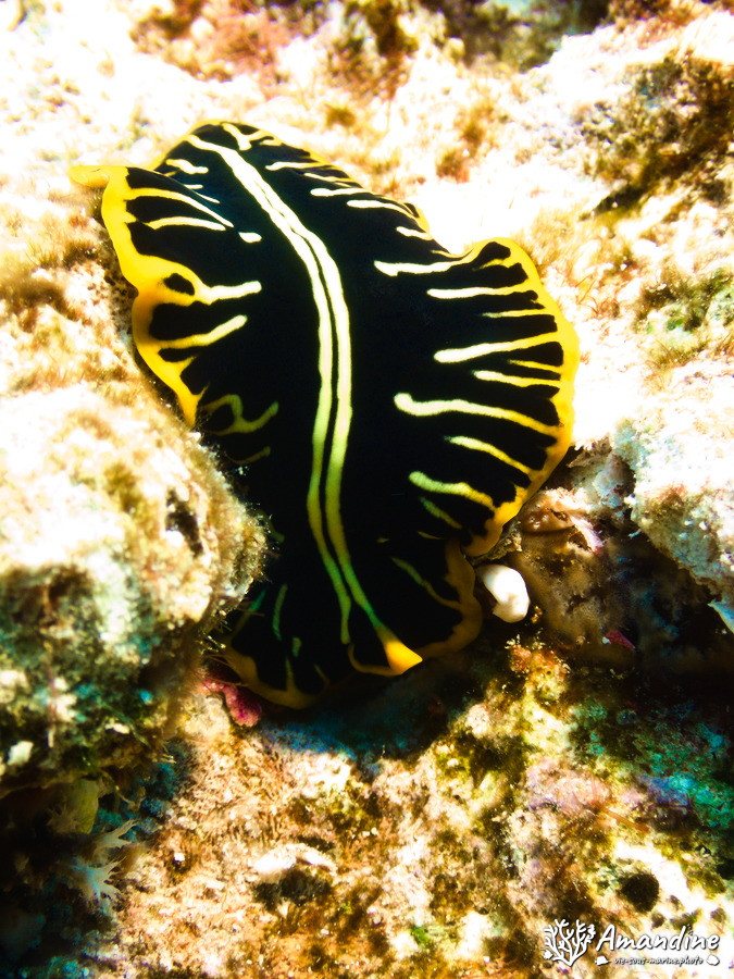 Pseudoceros cf. dimidiatus