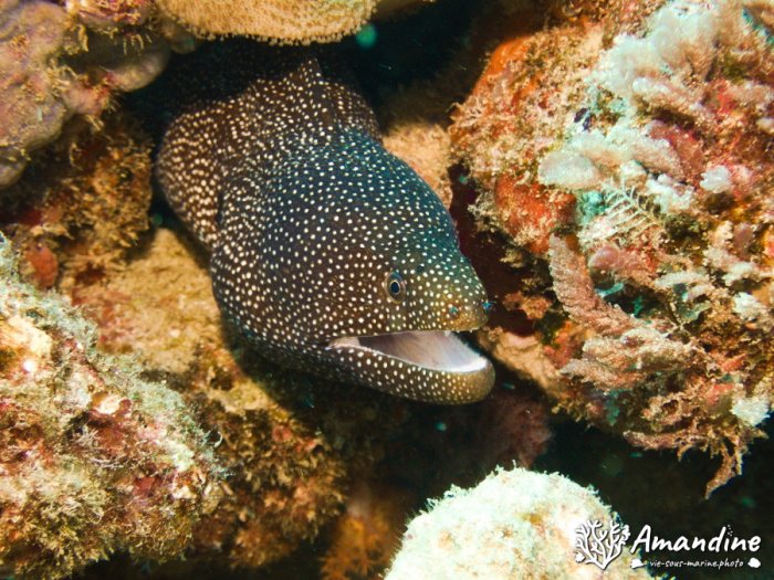 Gymnothorax meleagris
