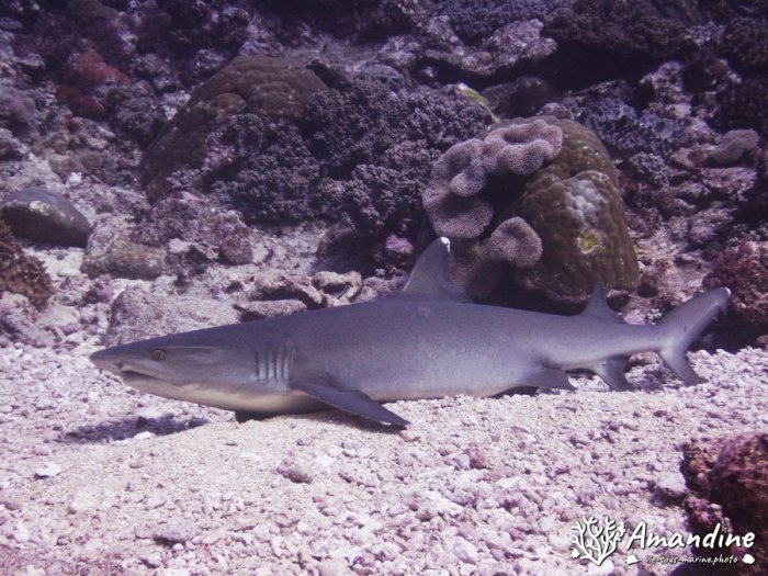 Triaenodon obesus