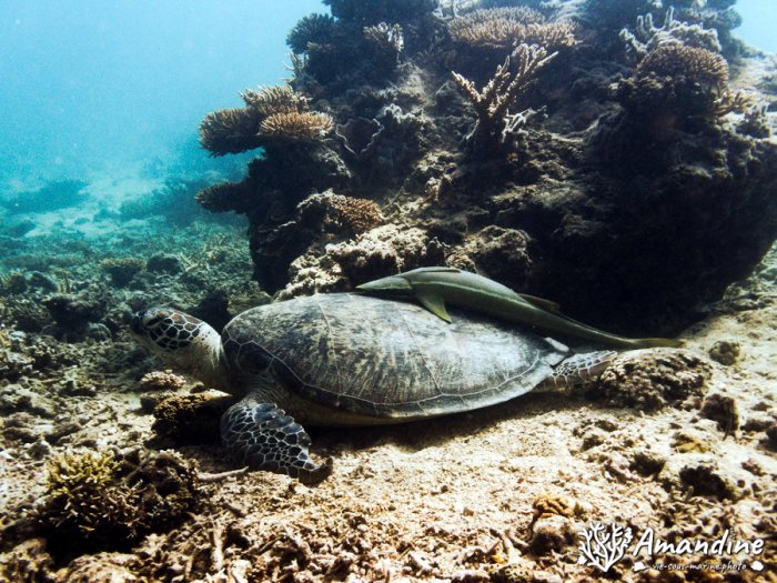 Chelonia mydas (tortue verte)