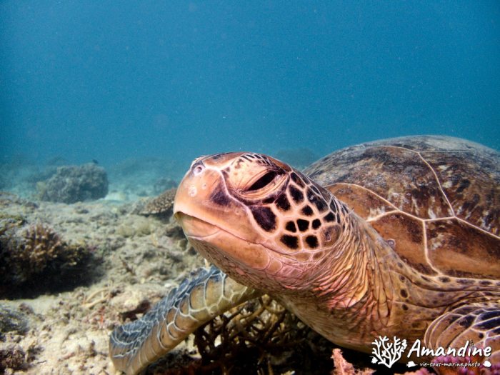 Chelonia mydas (tortue verte)