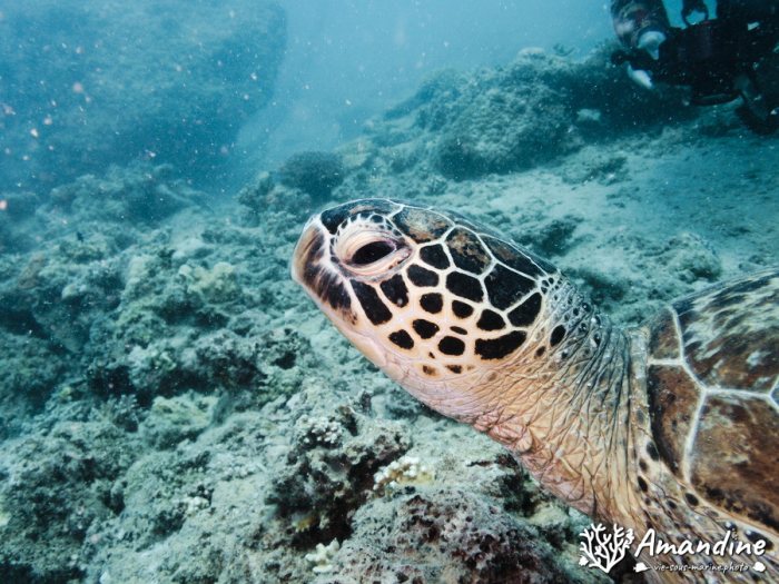 Chelonia mydas (tortue verte)