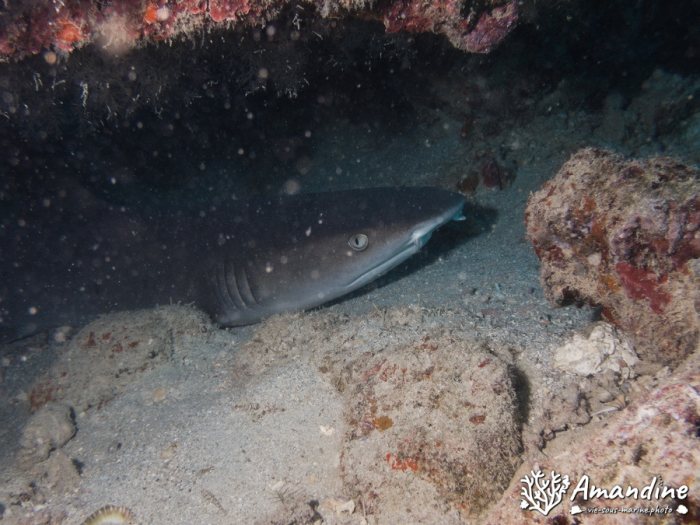 Triaenodon obesus