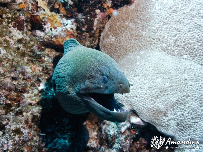 Gymnothorax javanicus