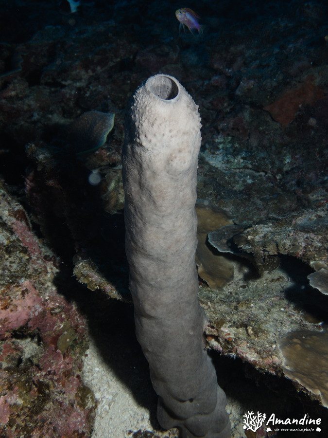 Éponges